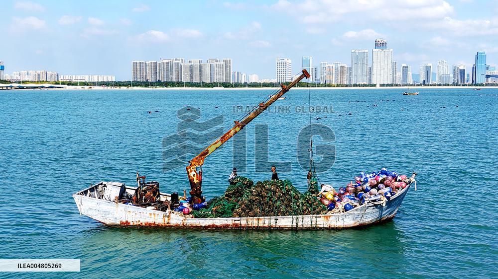 Oysters Harvest in Qingdao