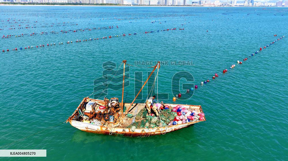 Oysters Harvest in Qingdao