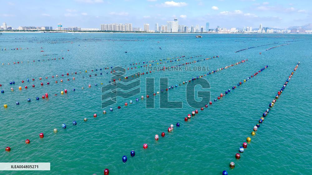 Oysters Harvest in Qingdao