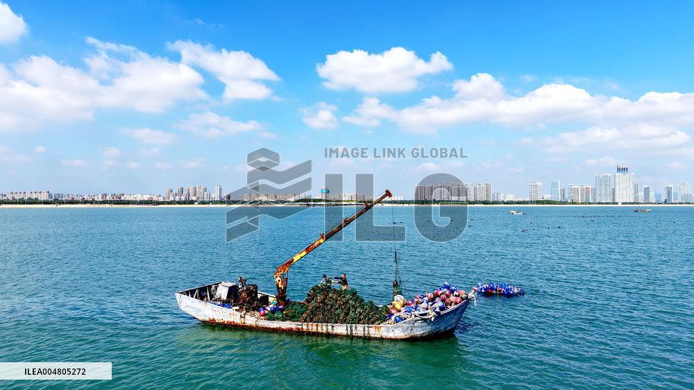 Oysters Harvest in Qingdao