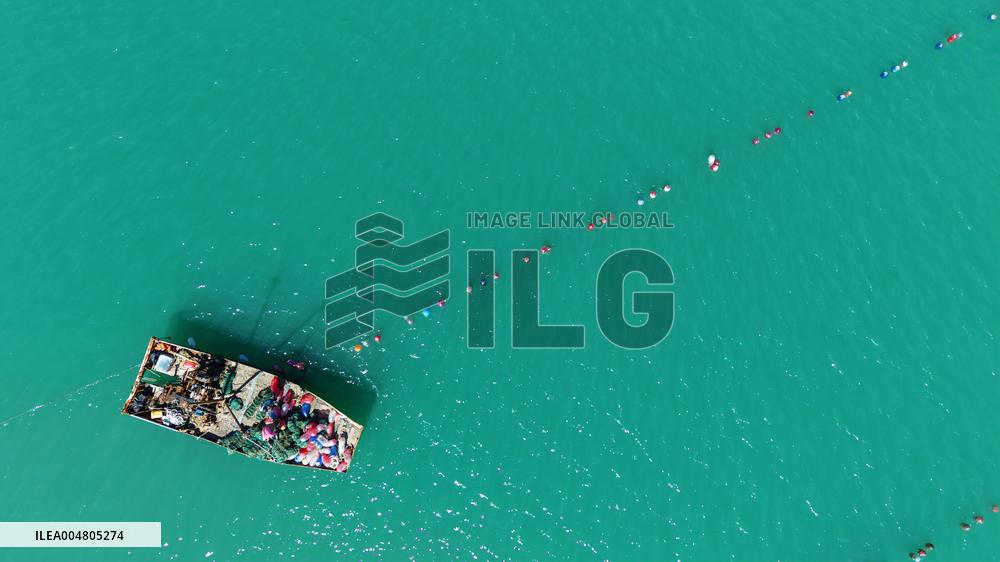 Oysters Harvest in Qingdao