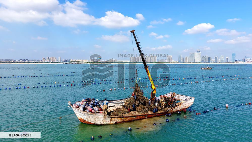 Oysters Harvest in Qingdao
