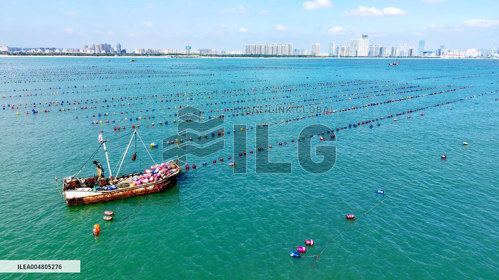Oysters Harvest in Qingdao