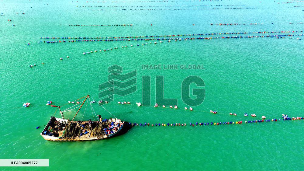 Oysters Harvest in Qingdao