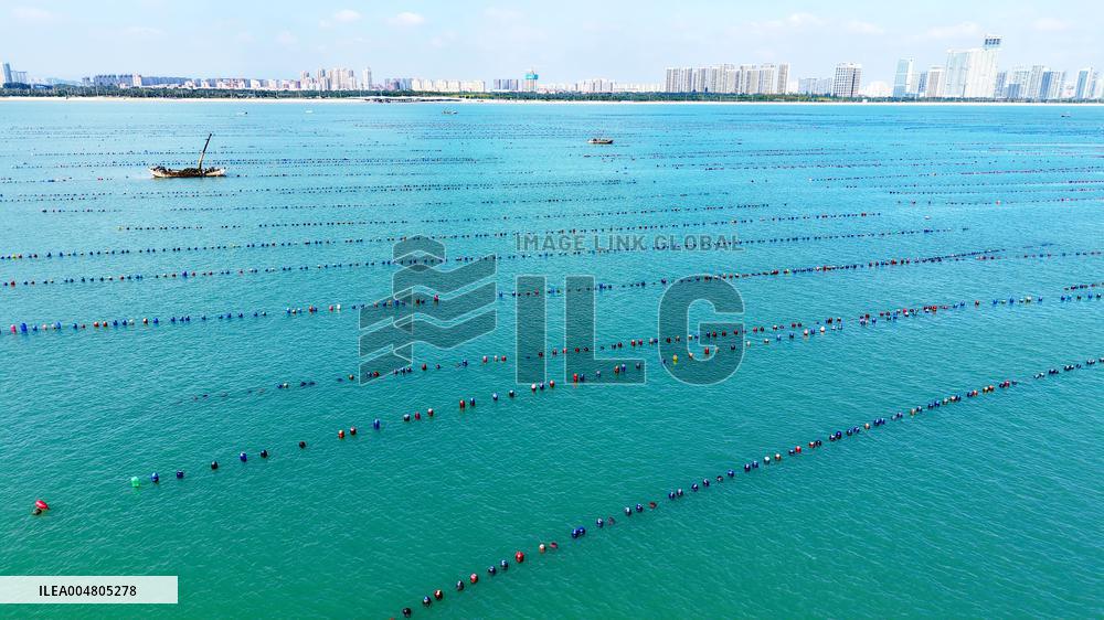 Oysters Harvest in Qingdao