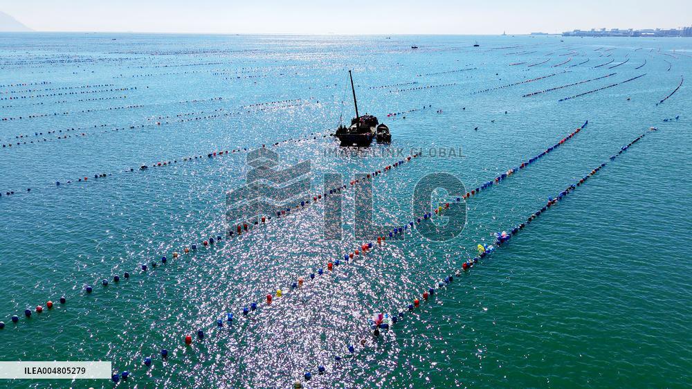 Oysters Harvest in Qingdao