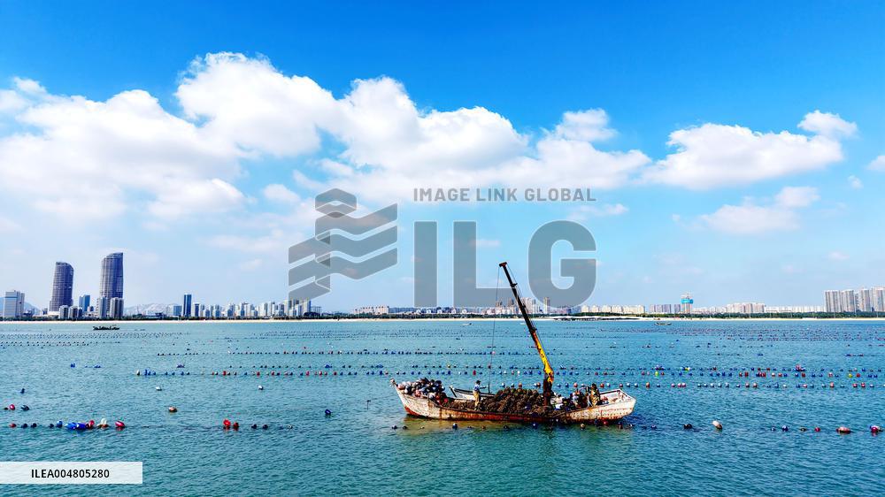 Oysters Harvest in Qingdao