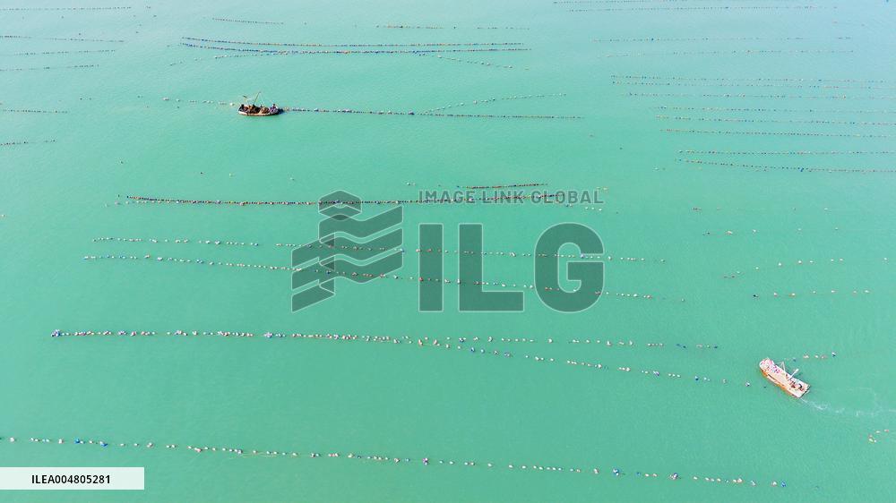 Oysters Harvest in Qingdao