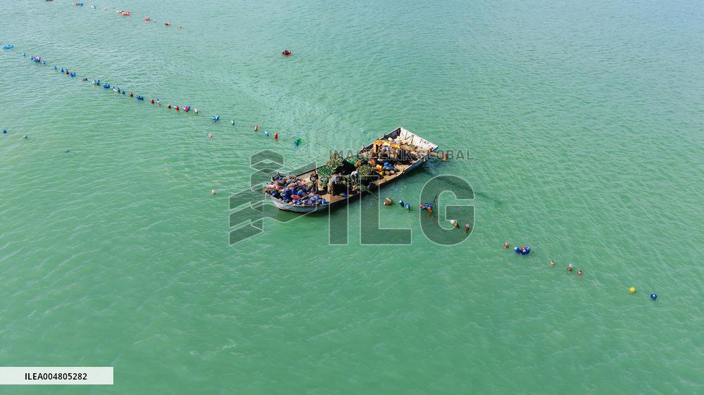 Oysters Harvest in Qingdao