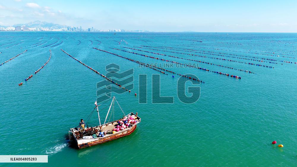 Oysters Harvest in Qingdao