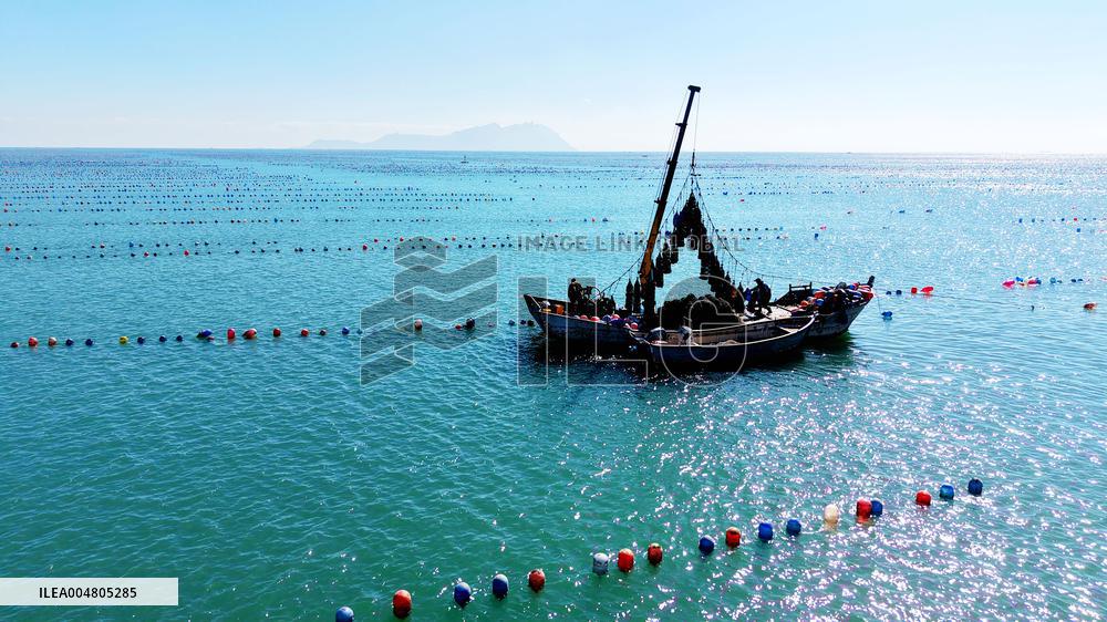 Oysters Harvest in Qingdao