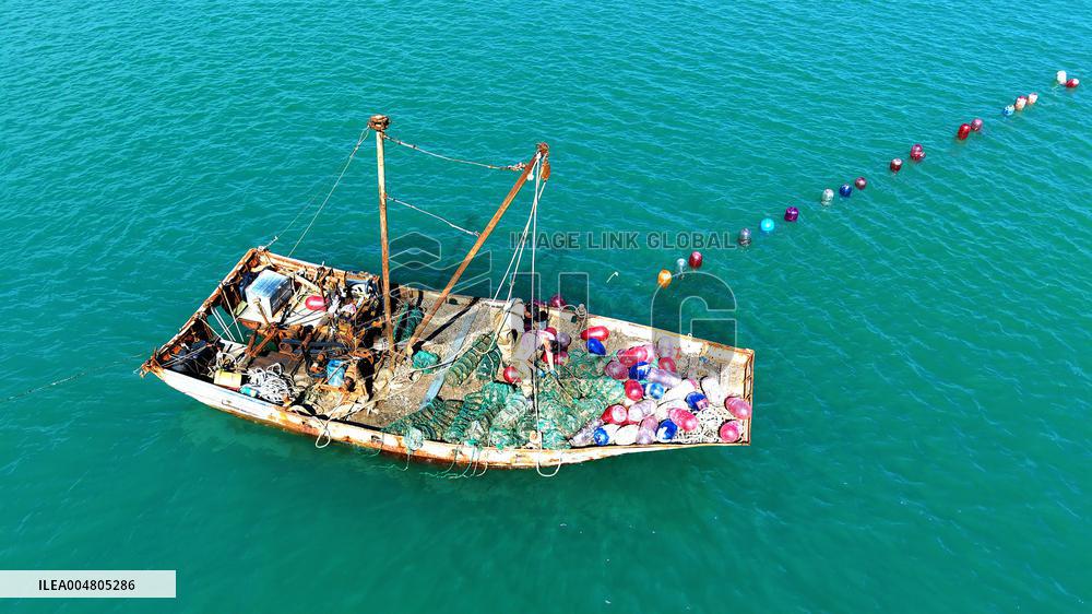 Oysters Harvest in Qingdao