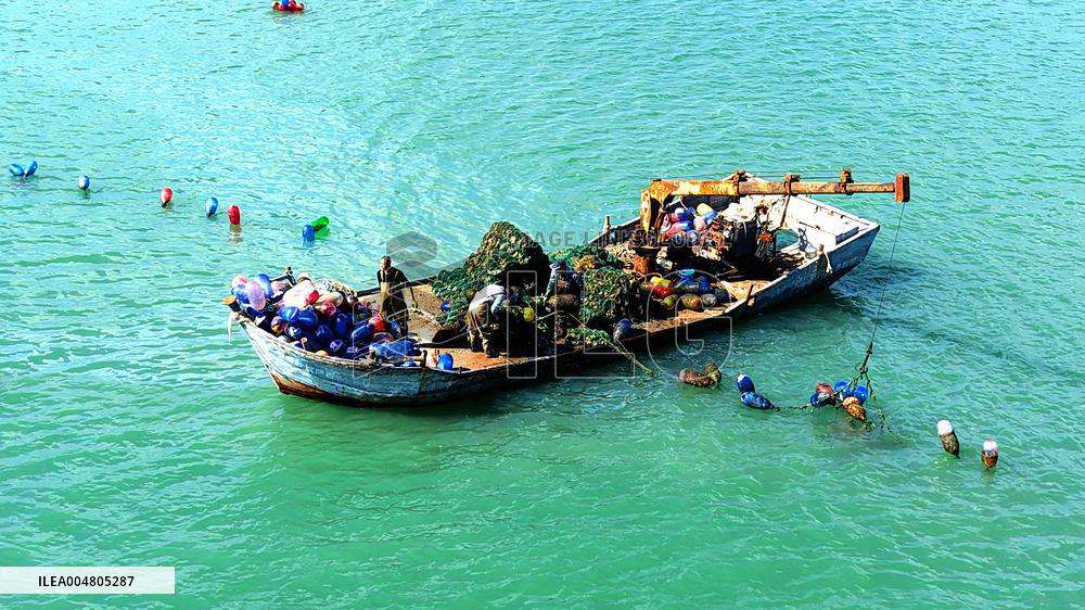 Oysters Harvest in Qingdao