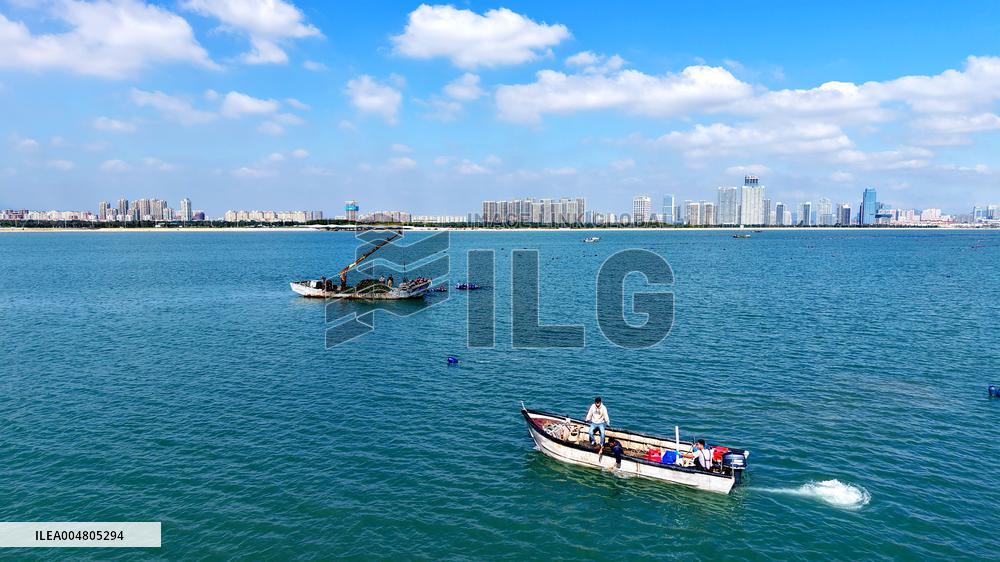 Oysters Harvest in Qingdao