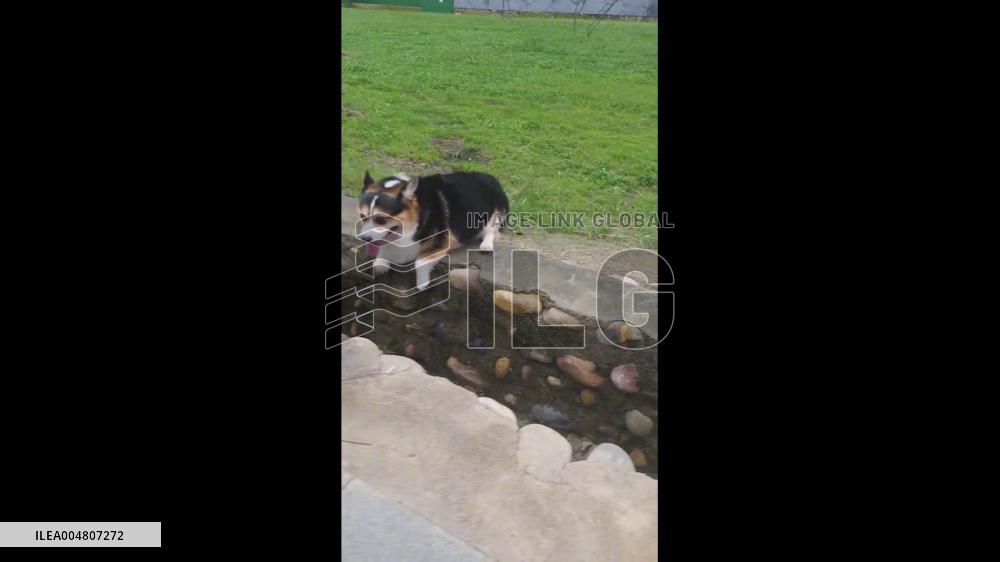 China: Corgi Fails to Jump Ditch, Slips to Bottom