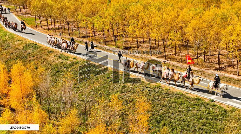 Silk Road Cultural Tour Camel Team