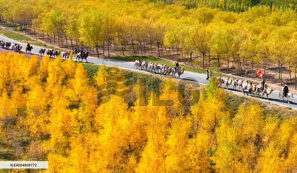 Silk Road Cultural Tour Camel Team