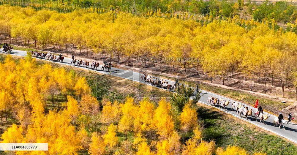 Silk Road Cultural Tour Camel Team