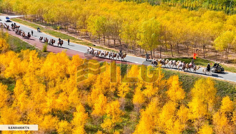 Silk Road Cultural Tour Camel Team