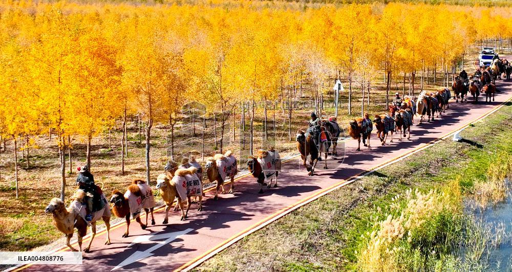 Silk Road Cultural Tour Camel Team