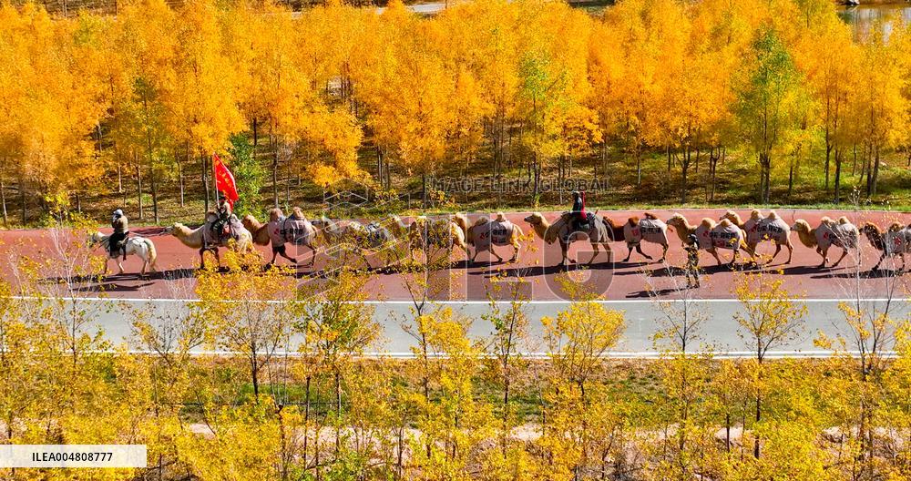Silk Road Cultural Tour Camel Team
