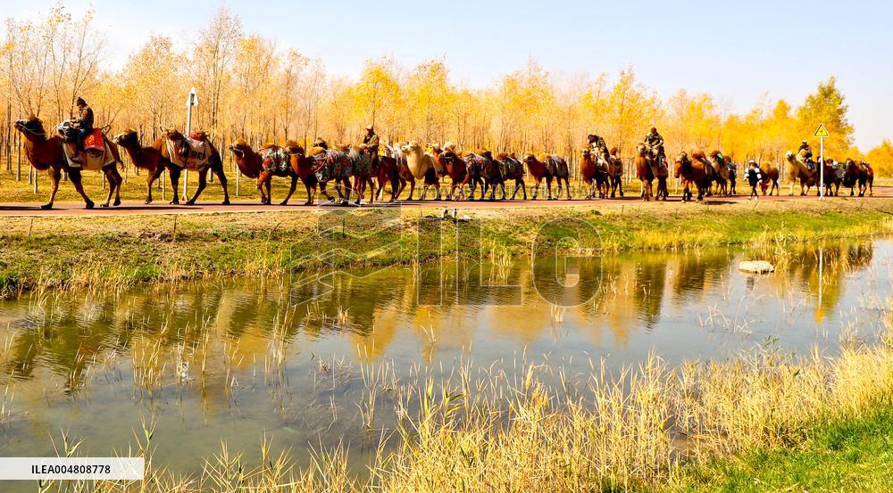 Silk Road Cultural Tour Camel Team