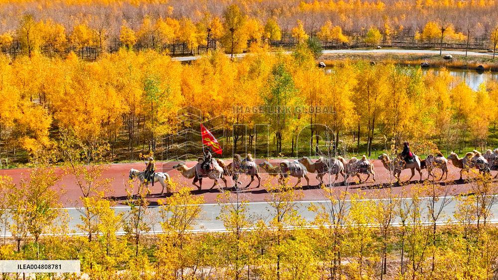 Silk Road Cultural Tour Camel Team