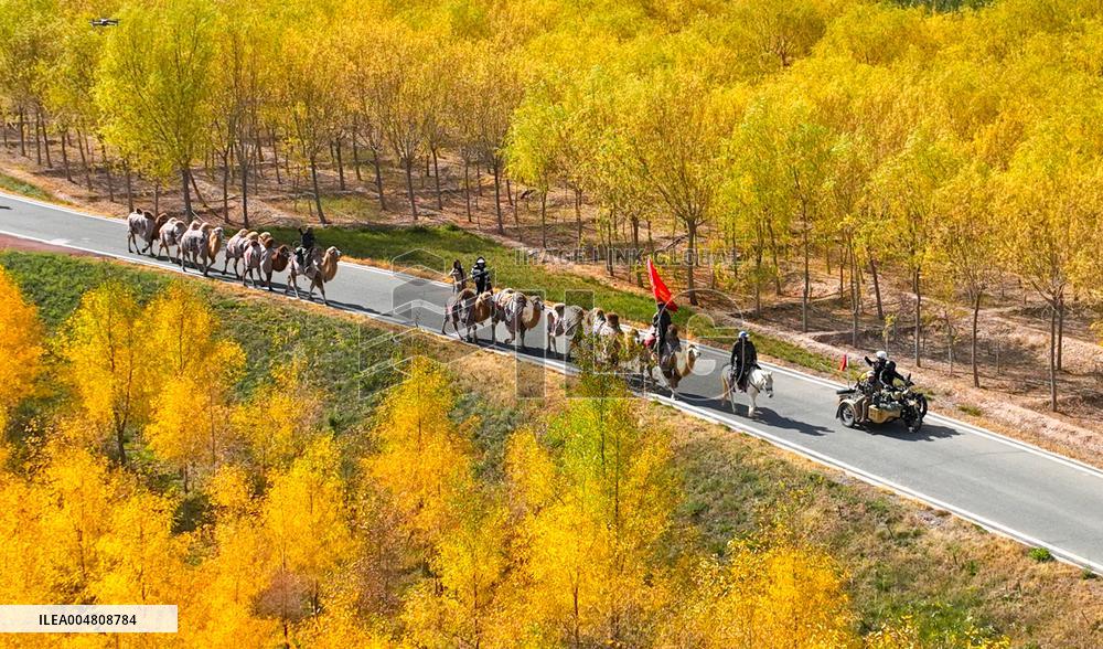 Silk Road Cultural Tour Camel Team