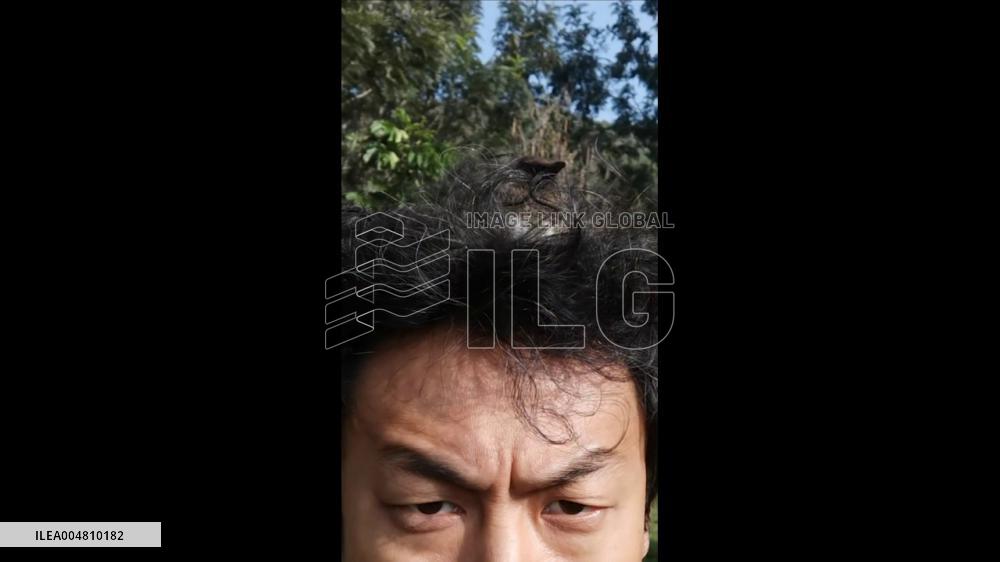 Kenya: Bird Perches on Chinese Man’s Head in Masai Mara