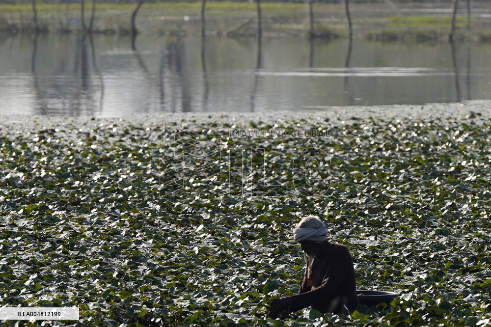 Farmer Collect Water Chestnuts - India