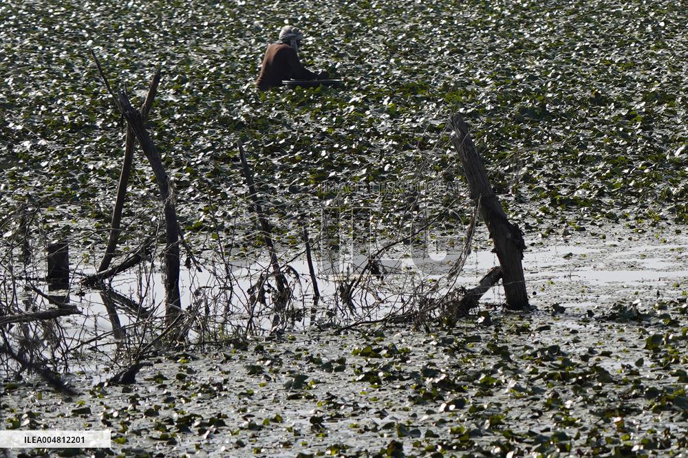Farmer Collect Water Chestnuts - India