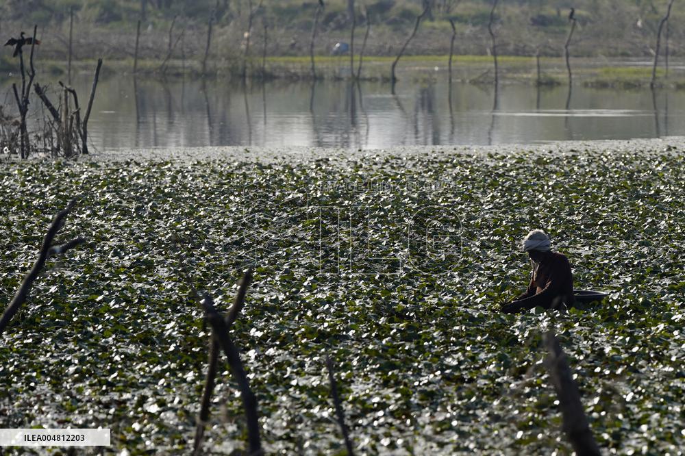 Farmer Collect Water Chestnuts - India