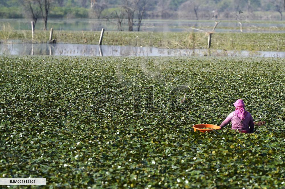 Farmer Collect Water Chestnuts - India
