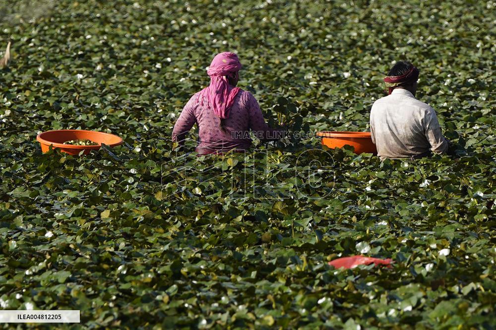 Farmer Collect Water Chestnuts - India