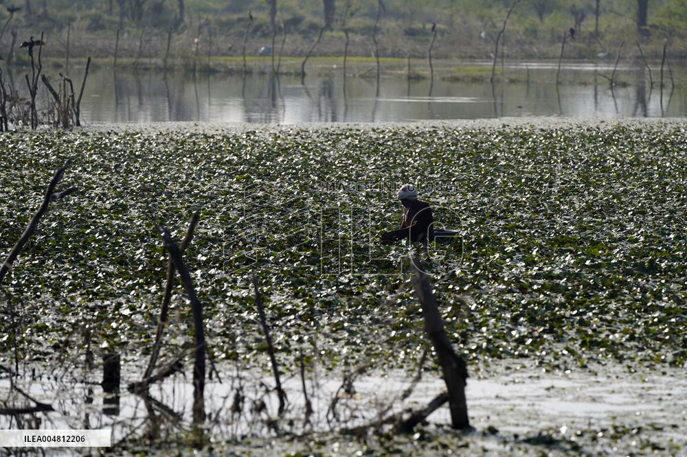 Farmer Collect Water Chestnuts - India