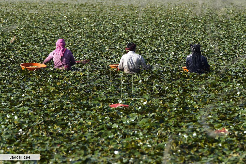Farmer Collect Water Chestnuts - India