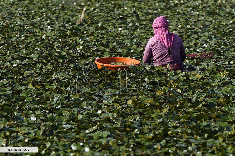 Farmer Collect Water Chestnuts - India