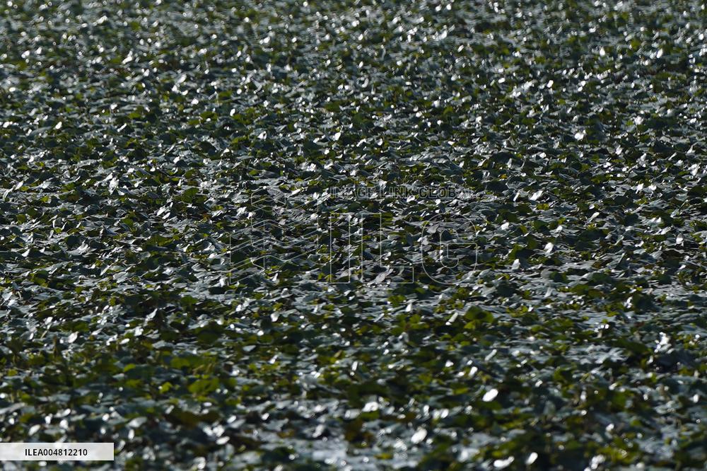 Farmer Collect Water Chestnuts - India