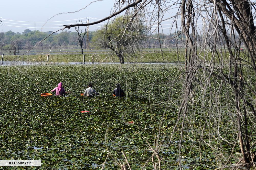 Farmer Collect Water Chestnuts - India
