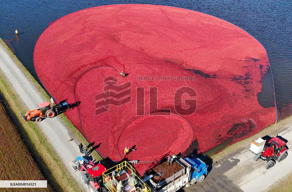 Cranberry Harvest Underway In Saint-Rosaire - Canada