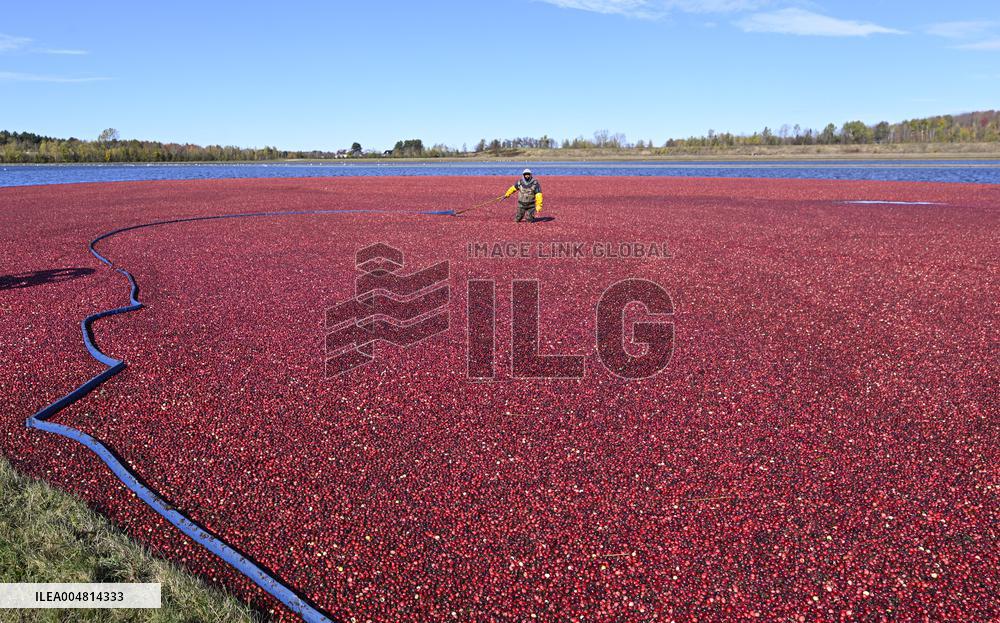 Cranberry Harvest Underway In Saint-Rosaire - Canada