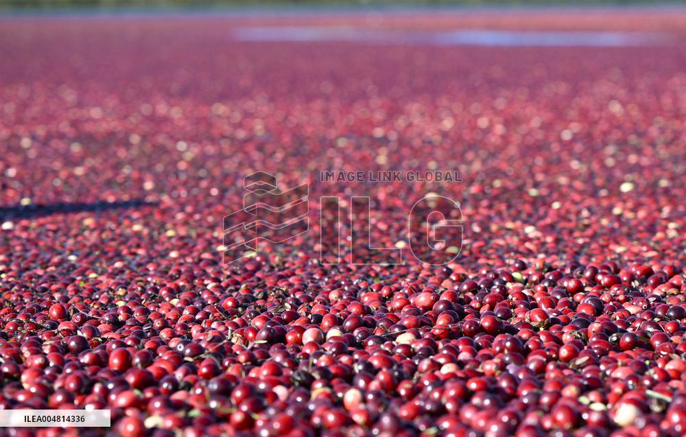 Cranberry Harvest Underway In Saint-Rosaire - Canada