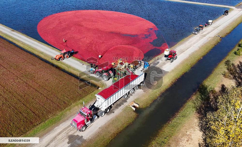 Cranberry Harvest Underway In Saint-Rosaire - Canada