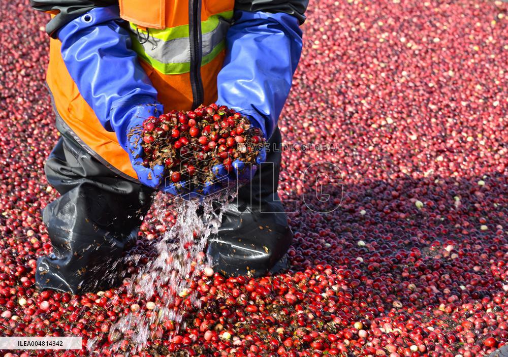 Cranberry Harvest Underway In Saint-Rosaire - Canada