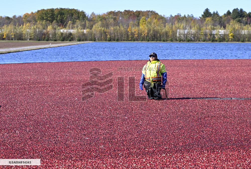 Cranberry Harvest Underway In Saint-Rosaire - Canada