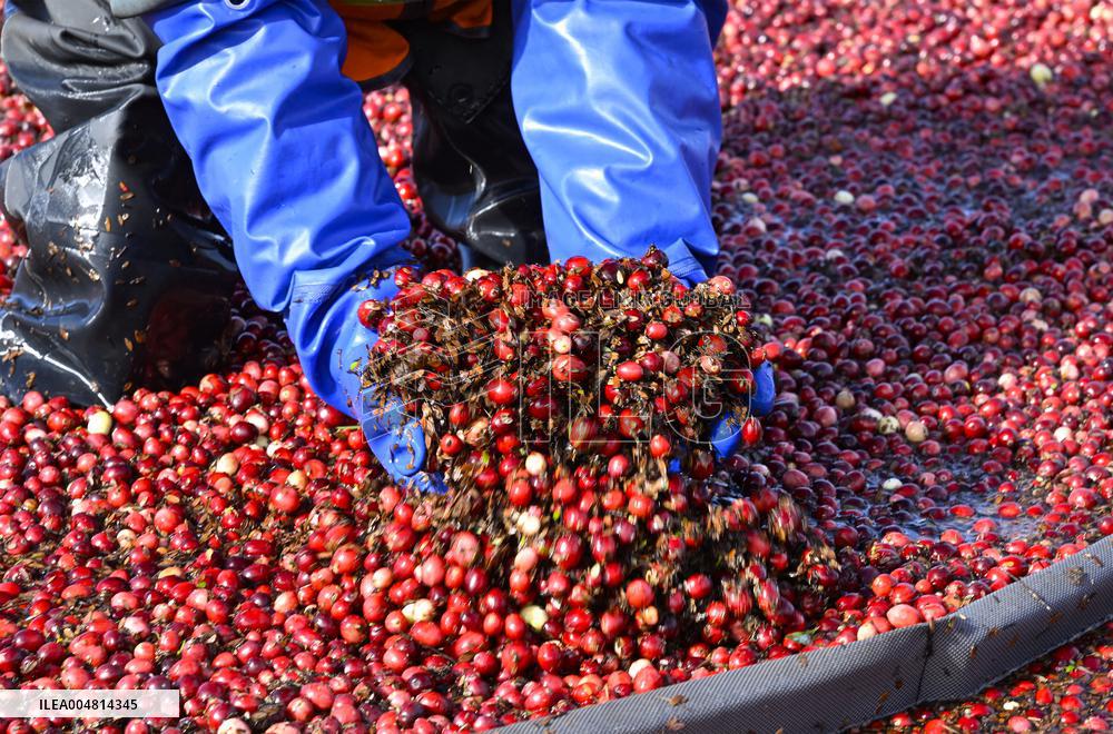 Cranberry Harvest Underway In Saint-Rosaire - Canada