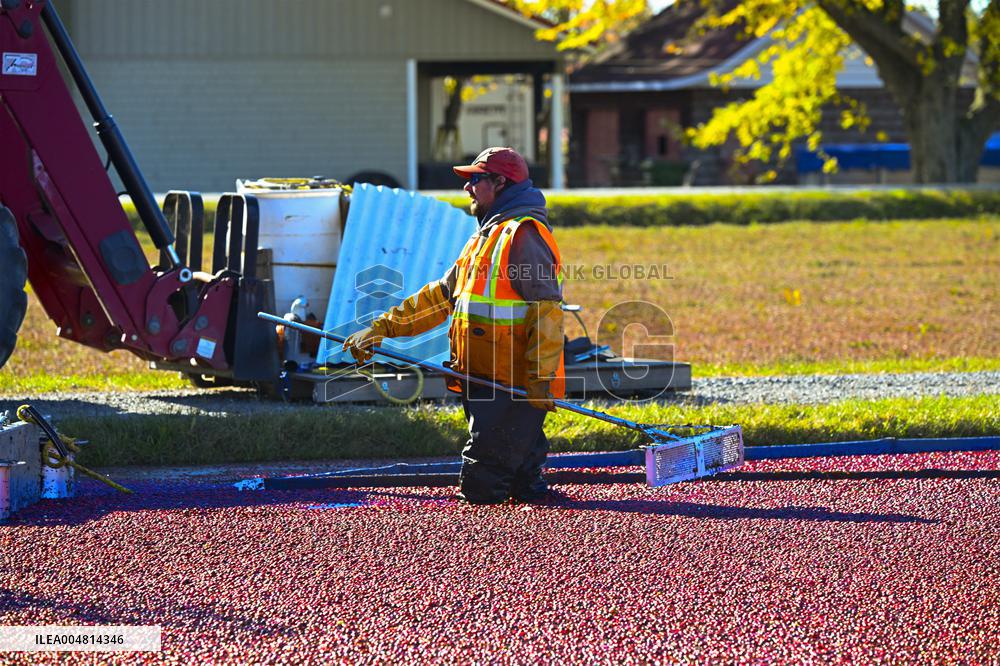 Cranberry Harvest Underway In Saint-Rosaire - Canada