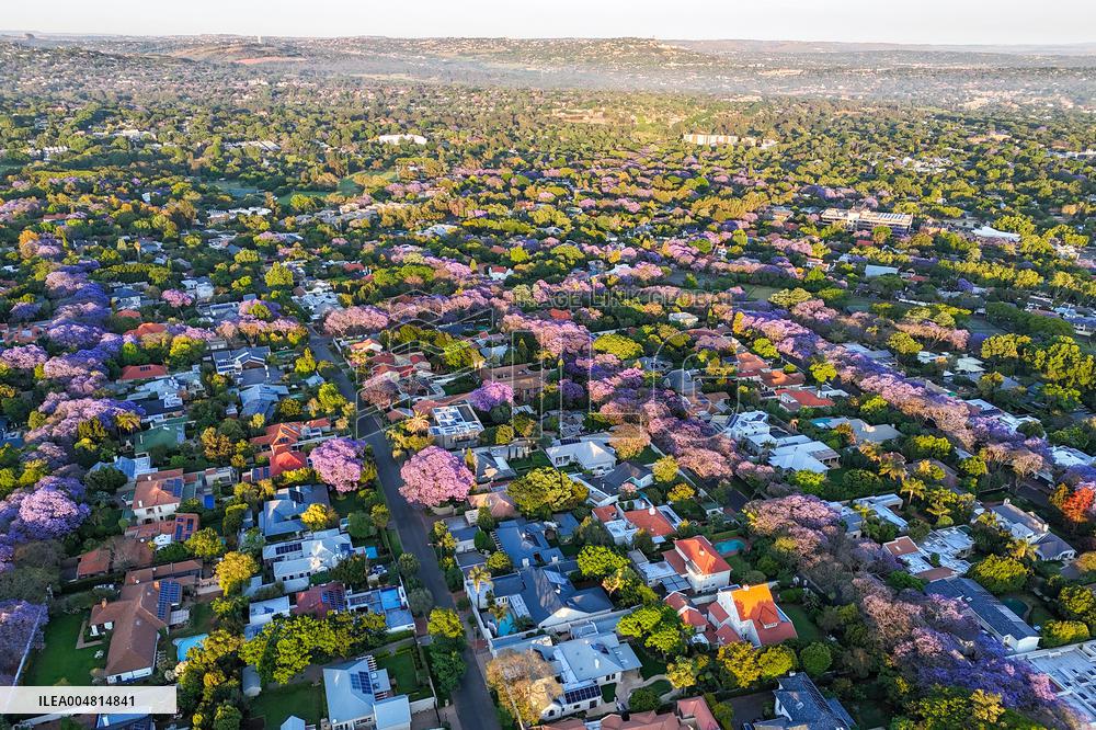 Blooming Jacaranda Trees - Johannesburg