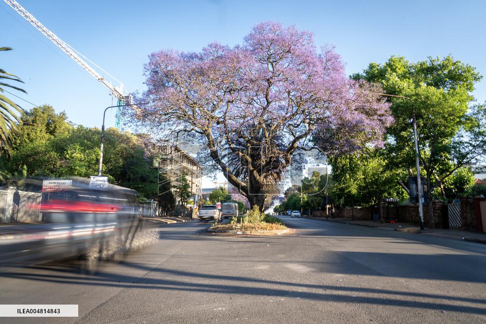 Blooming Jacaranda Trees - Johannesburg
