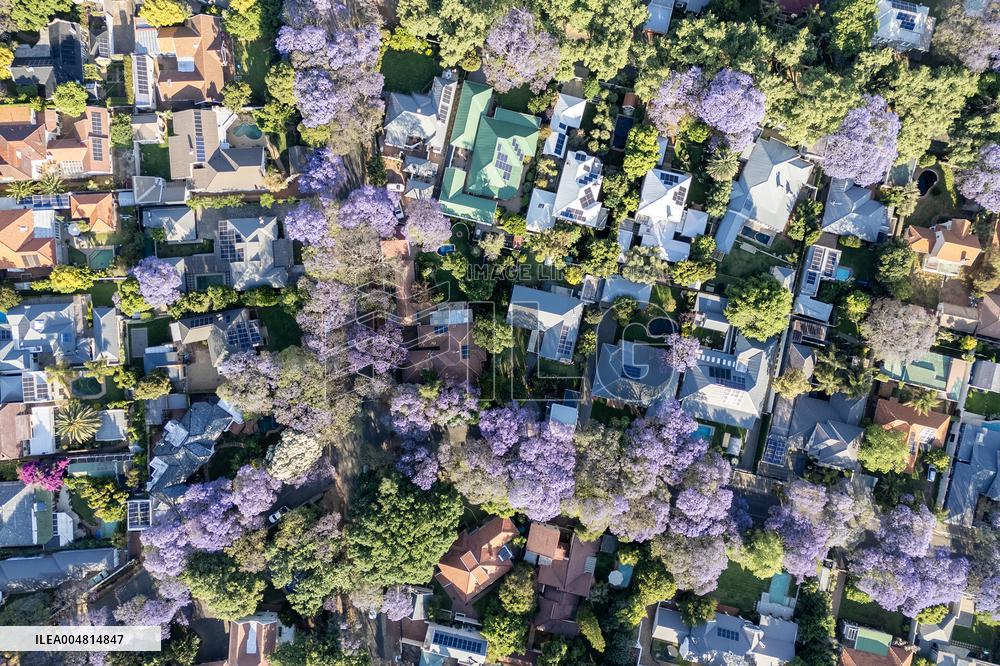 Blooming Jacaranda Trees - Johannesburg